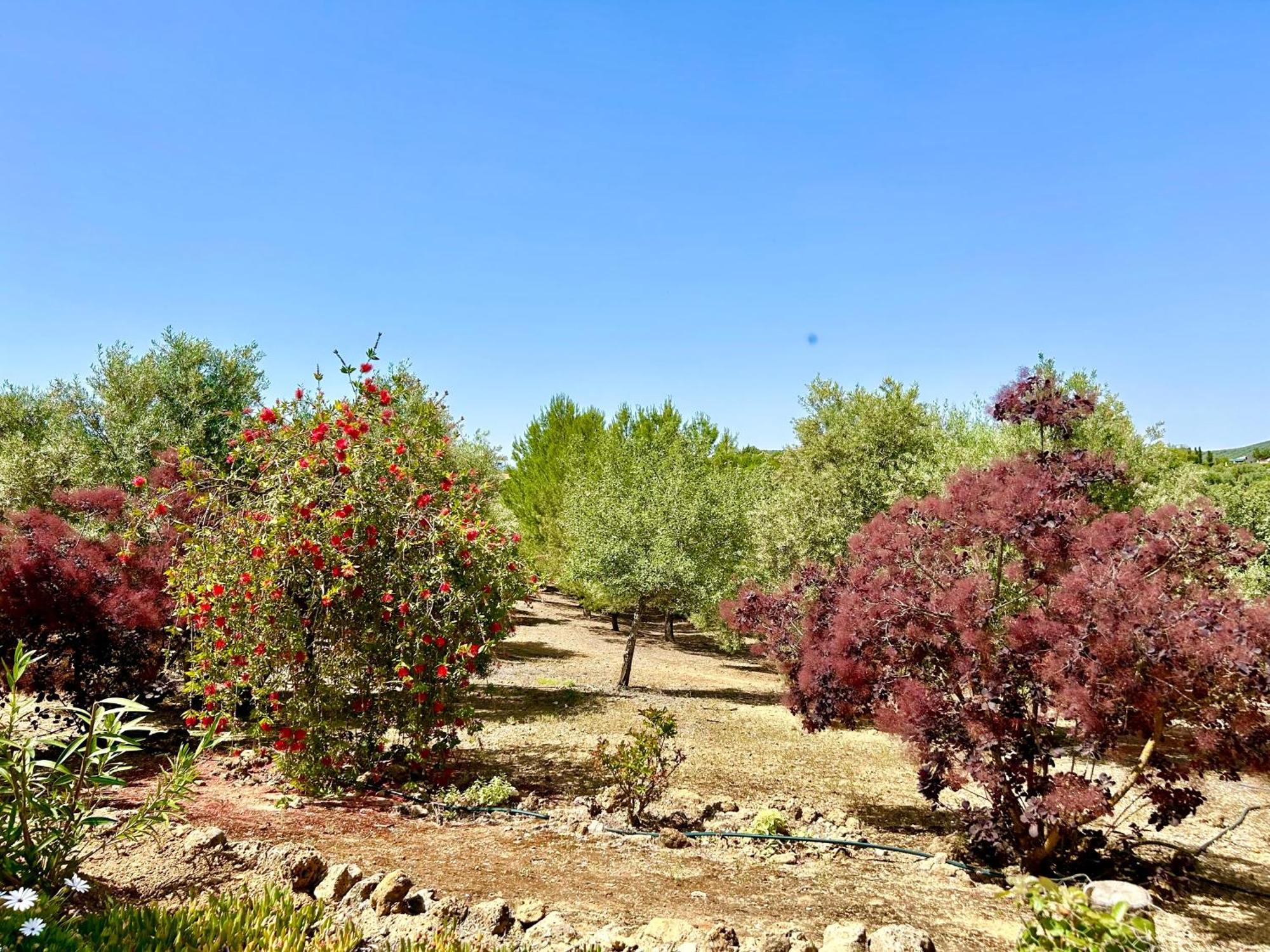 Refugio Andaluz Con Piscina Entre Olivos Villanueva de Tapia Exteriér fotografie