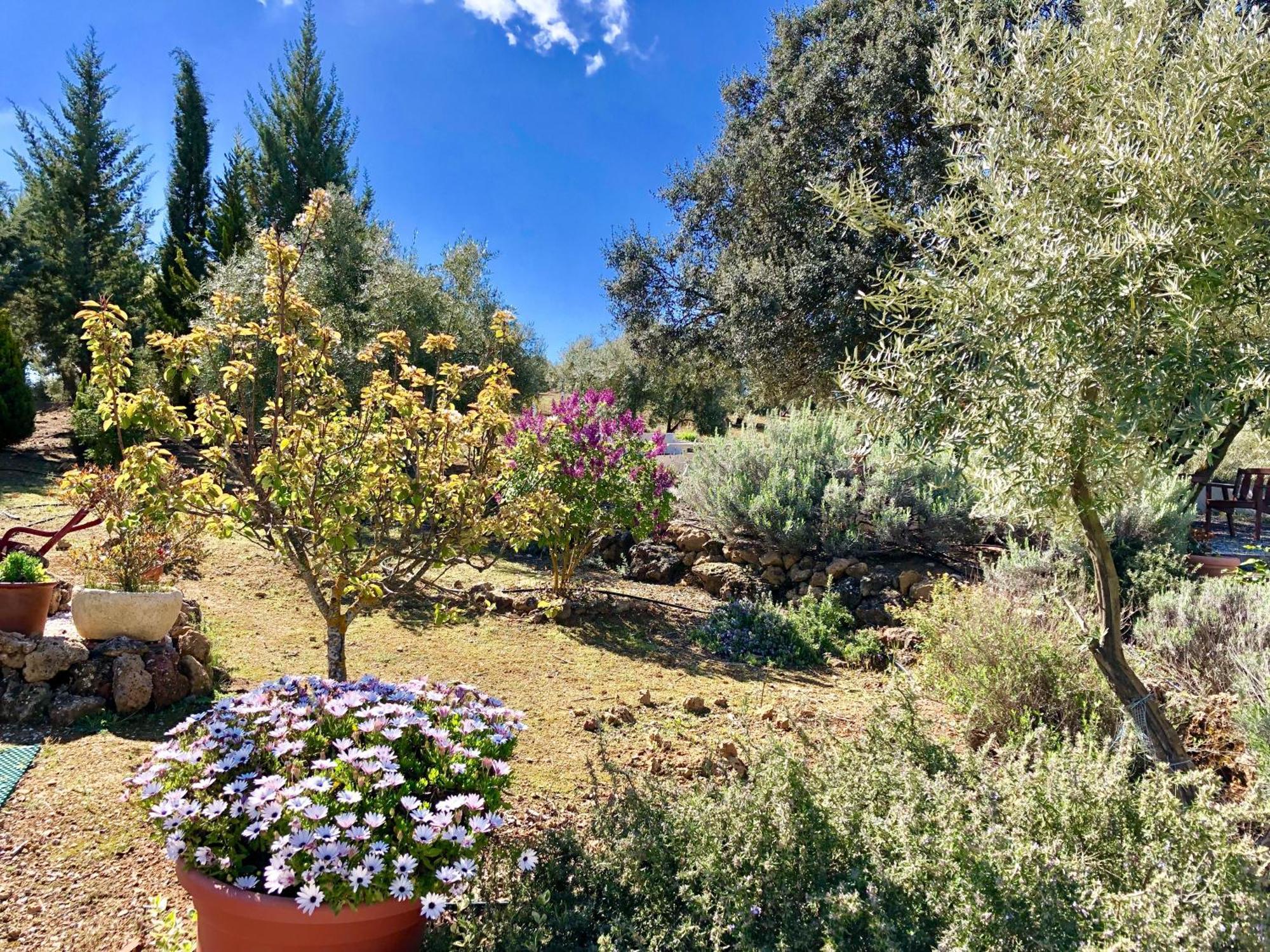 Refugio Andaluz Con Piscina Entre Olivos Villanueva de Tapia Exteriér fotografie